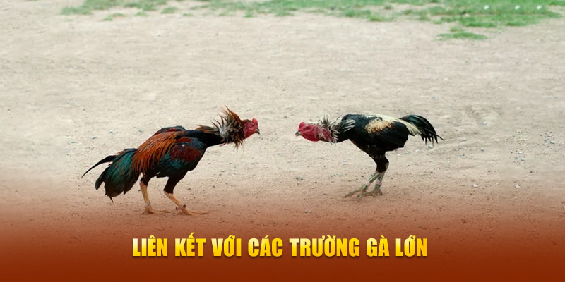 Liên kết với các trường gà lớn